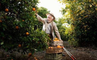De árbol a mesa: una guía paso a paso para la cosecha de naranjas
