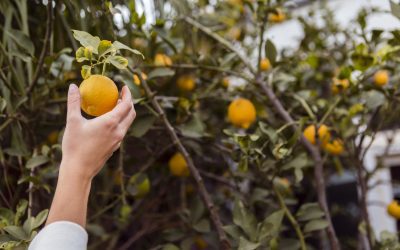 Descubre el origen de la Naranja de Valencia en España